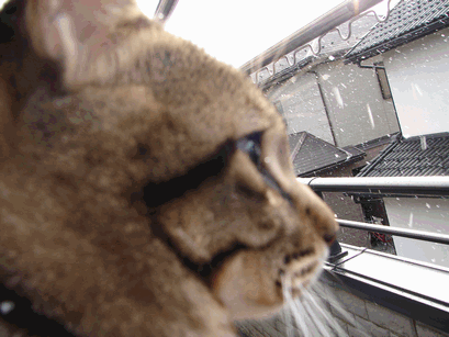 c0136736_13293387.gif