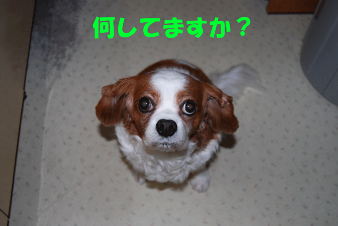 c0136838_23183779.gif