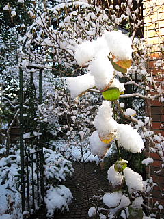 a0021558_111539.jpg