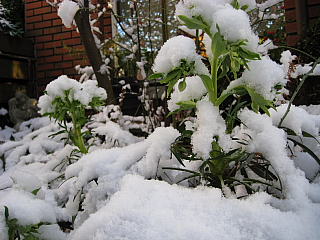 a0021558_11183664.jpg