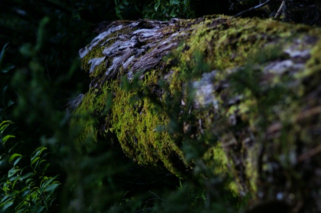 d0079278_1916517.jpg