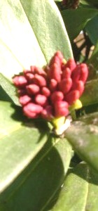c0078480_1632823.jpg