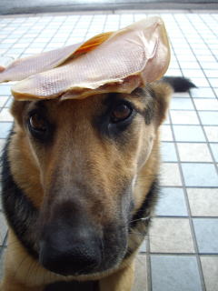 c0090220_152515.jpg
