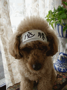 c0136736_1693628.gif