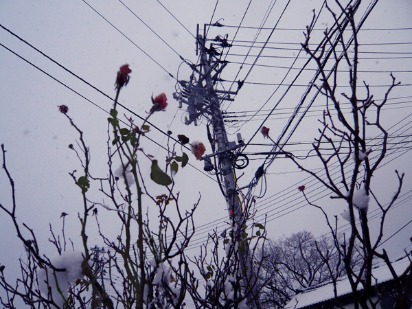c0131544_1319786.jpg