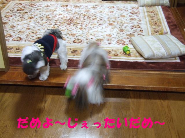 a0091448_20163163.jpg