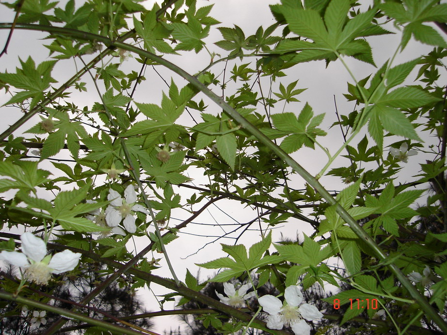 f0007580_2395117.jpg
