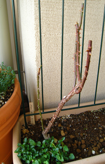 b0034284_13462.jpg