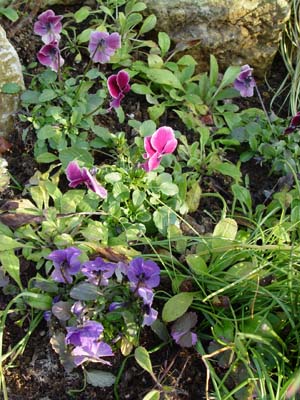 e0008586_074411.jpg