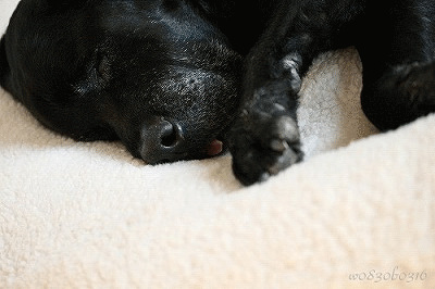 c0149893_19434842.gif