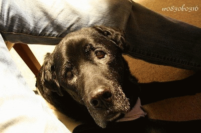 c0149893_1951456.gif
