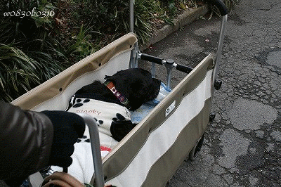 c0149893_19533112.gif