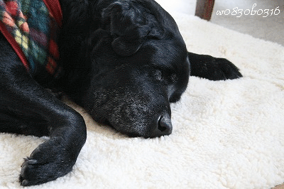 c0149893_20254089.gif