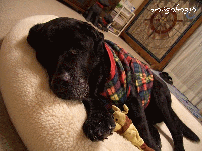 c0149893_20255687.gif