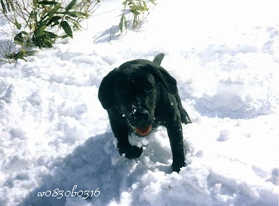 c0149893_20265794.gif