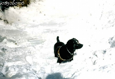 c0149893_20271111.gif