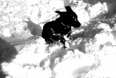 c0149893_20272516.gif