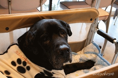 c0149893_2041836.gif
