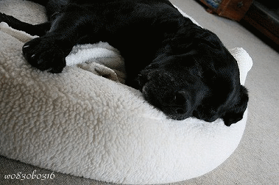 c0149893_208201.gif