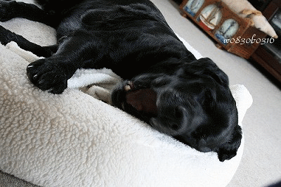 c0149893_209273.gif