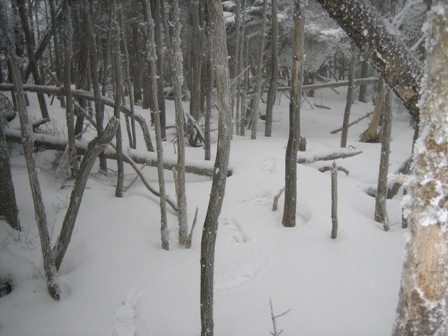 c0147398_1851210.jpg