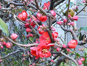 e0099905_210286.jpg