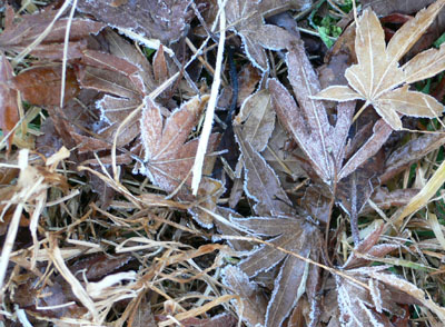 f0061334_2195329.jpg