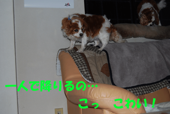 c0136838_1294510.gif