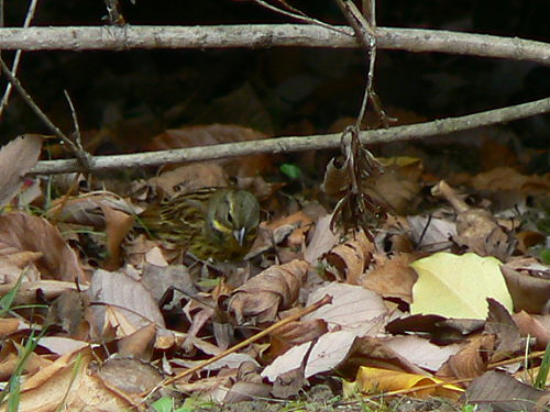 d0091754_19132781.jpg