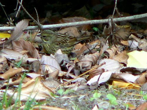 d0091754_19133100.jpg