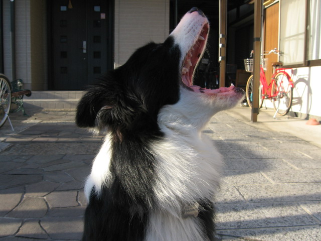 e0117976_2238555.jpg