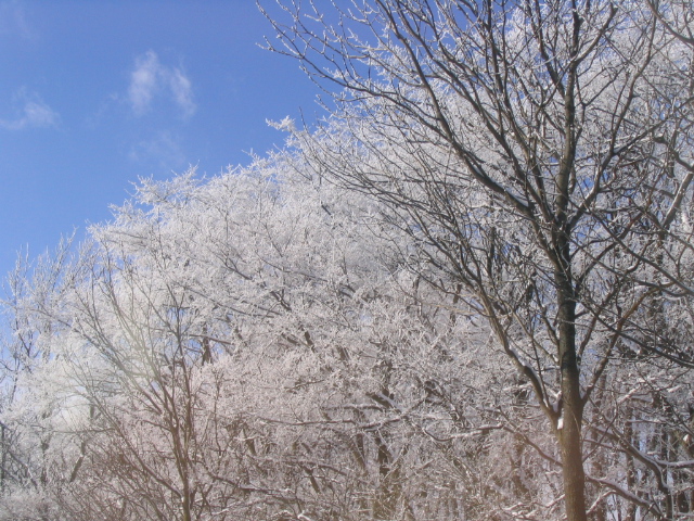 e0028485_1111638.jpg