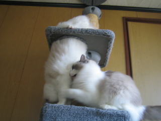 c0024410_21392240.jpg