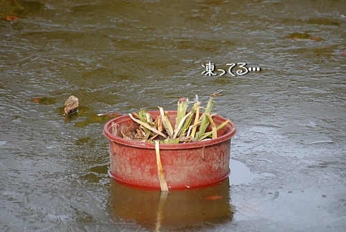 d0083623_18184690.jpg