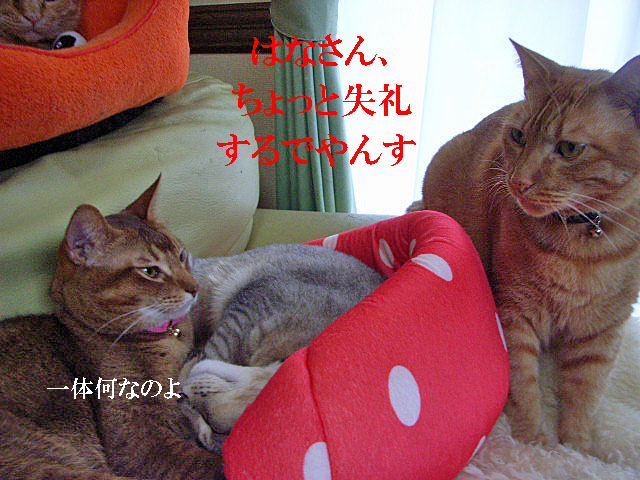 d0081025_21395655.jpg