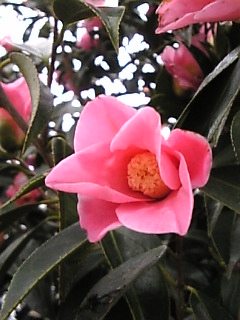 c0069552_21565230.jpg
