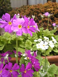 c0069552_21565269.jpg