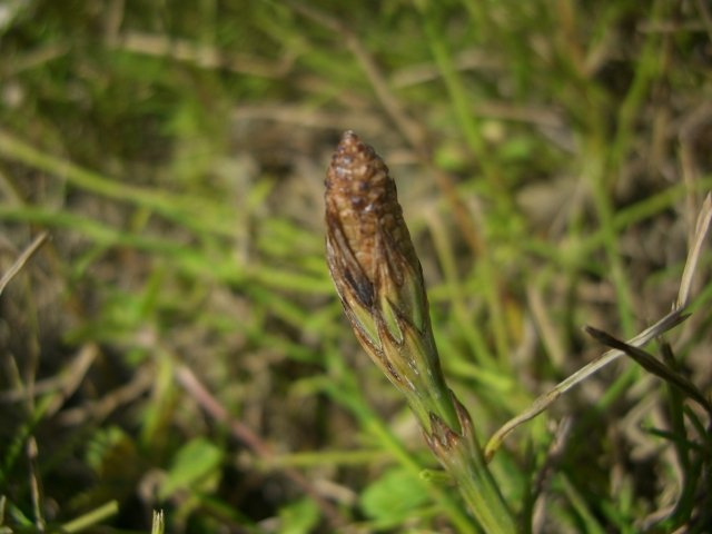 f0137275_6541898.jpg