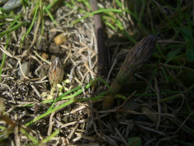 f0137275_6571873.jpg