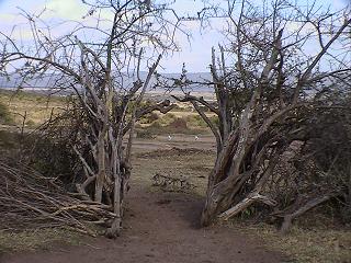 e0055023_0243787.jpg