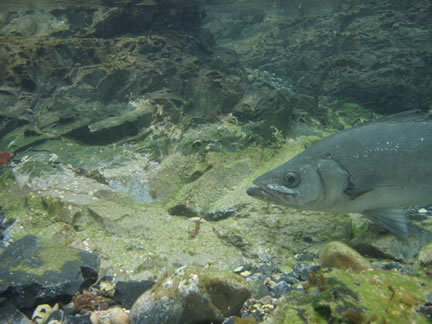 e0018843_1243035.jpg