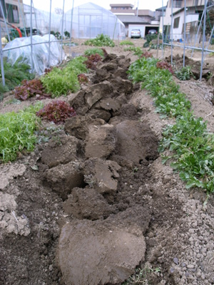 f0070493_2581976.jpg