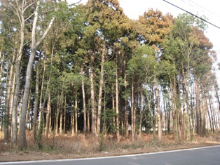 d0066024_21533415.jpg