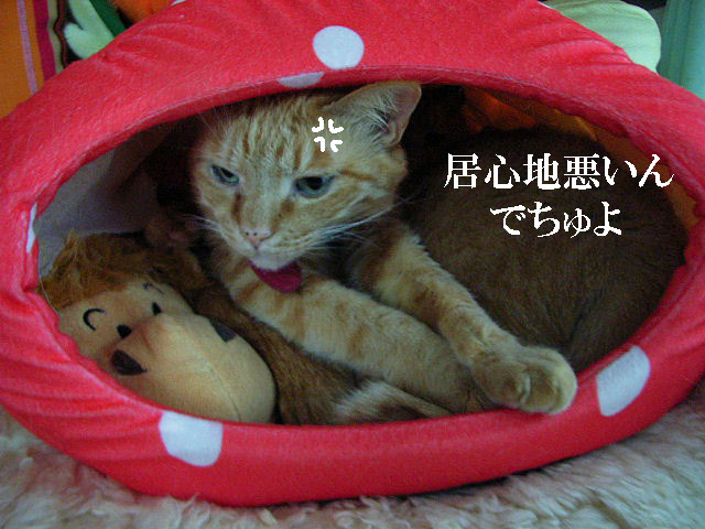 d0081025_21295741.jpg
