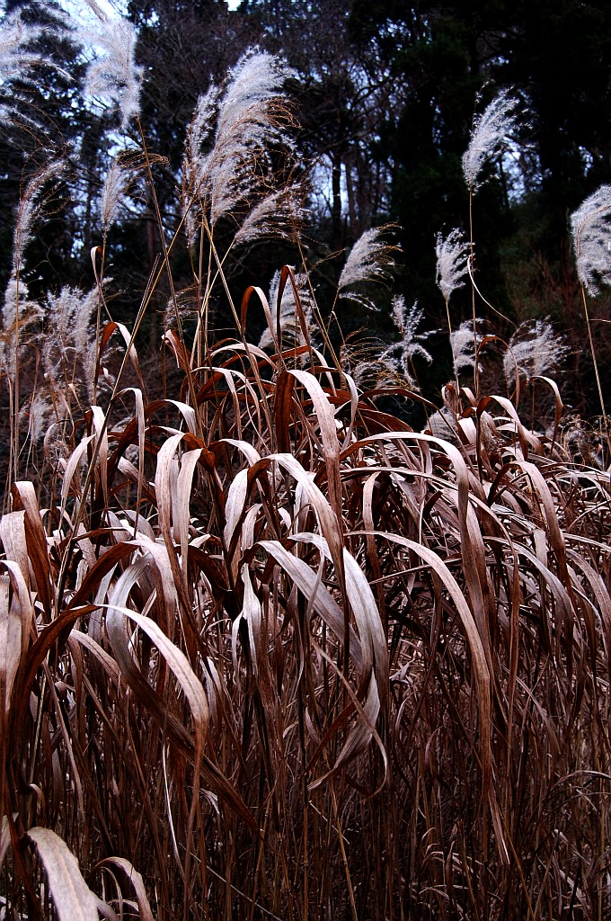 e0107030_8122240.jpg
