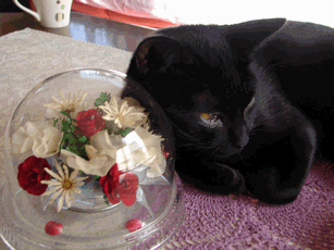 c0136736_2034368.gif