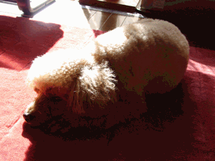 c0136736_20345215.gif