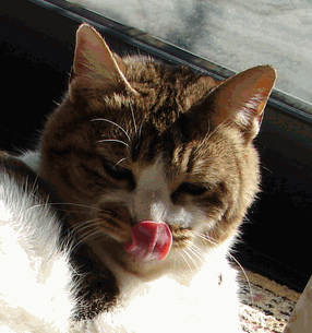 c0136736_20352315.gif