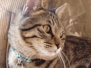 c0136736_20364329.gif