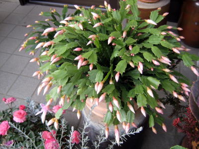 c0147952_21484888.jpg